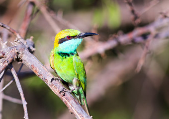Close up of a pretty little green bee eater perched on a branch