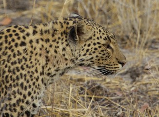 Side Profile of an african leopard in the bush