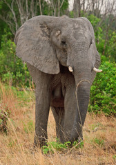 Naklejka na ściany i meble Portrait of a full frame African Elephant standing in the African Bush