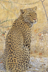 African Leopard in Hwange, sitting and looking at camera