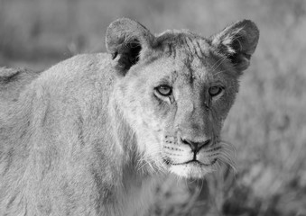 Full head of a Lioness looking directly into camera