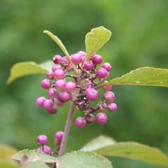 Callicarpa bodinieri. Cespuglio dalle bacche viola
