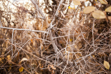 Branches close-up. Dry boughs. A large number on branches under the sun. Time of the year is autumn.