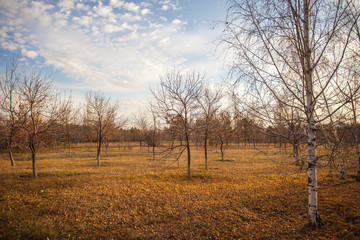 Autumn leaves on the ground. Yellow leaves lay on green grass.