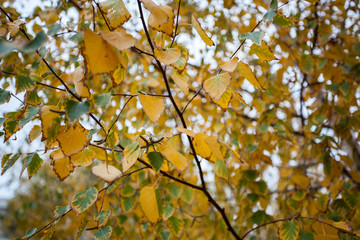 Yellow and green leaves in the rain. Season of autumn.