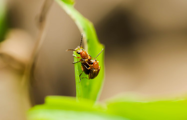 Close up orange insect breeding on green leaf