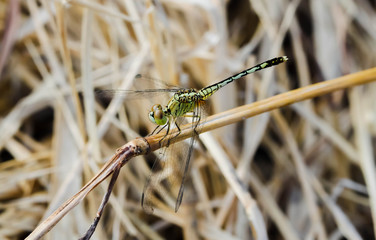 Light Green Dragonfly macro on a grass on a meadow