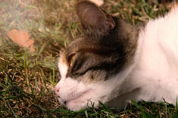 Close up view of a cat's head, having a feeling of melancholy. Photo taken in the garden during the summer day. Rijeka, Croatia.