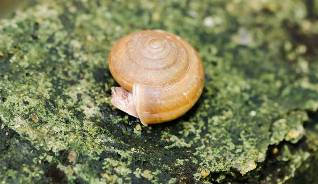 Macro small brown Snaile on the floor