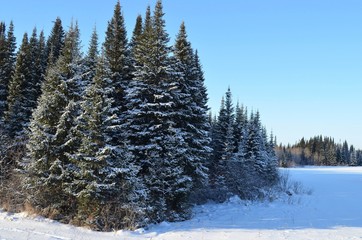 Сибирские елочки зимняя сказка