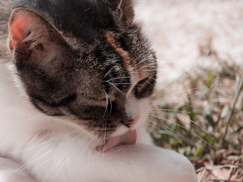 Close up view of a cat's head, cat licking its paw. Photo taken in the garden during the summer day. Rijeka, Croatia.