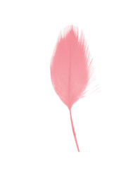 coral pink feather on white background