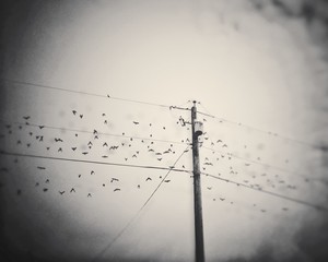 Large flock of Starling birds flying away from a hydro pole wire. British Columbia, Canada.