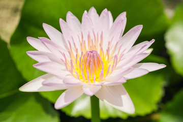 Pink lotus with yellow pollen.