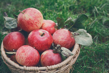 Basket with apples harvest on grass in garden, top view