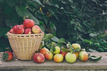 Baskets with apples harvest in fall garden