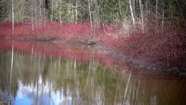 Cornus sanguinea, the common dogwood on the bank of a pond in the early spring