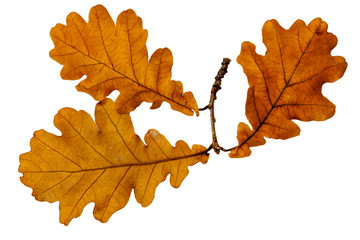 Obraz premium Autumn oak leaves