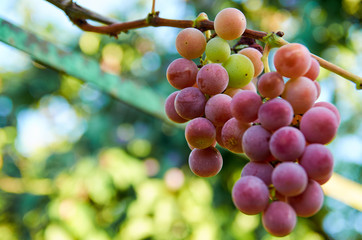 Brunch of purple grapes on blurred nature background close up