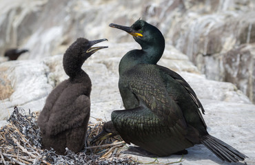 Shag with young