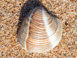 Striped Venus Clam (Chamelea gallina)