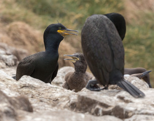 Shag with young
