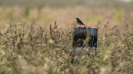 Solitary bird