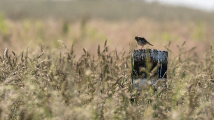 Solitary bird