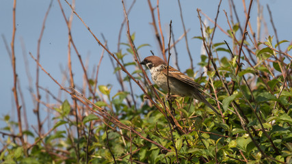 Eurasian Tree Sparrow