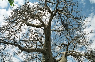 Baobab, Botswana