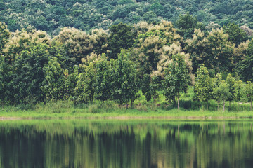 Reflection of trees on water in a pond with green nature and mountain background