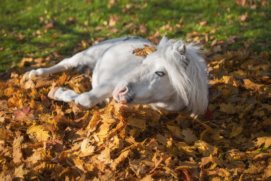 Funny pony lying in leaves in autumn