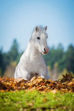 Little pony sitting in leaves in autumn