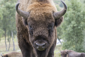 european bison, Bison bonasus