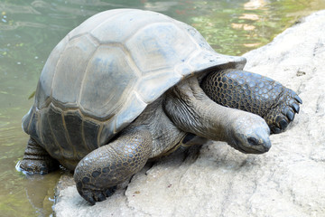 tartaruga gigante esce dall'acqua.  una tartaruga gigante fa il bagno ed esce dall'acqua, serie...