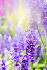 Beautiful lavenders close up in the garden with blurred larvender field background.