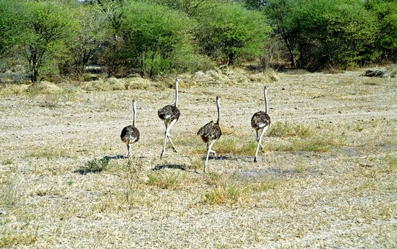 Ostriches, Botswana