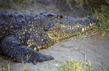 Obraz premium Nile crocodile, Botswana