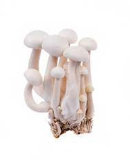 white shimeji mushrooms isolated on white background