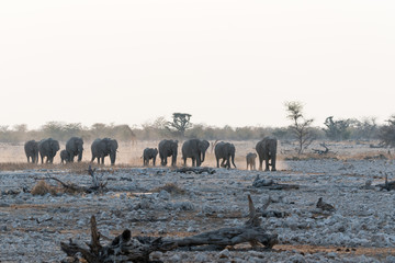 Herd of Elephnats