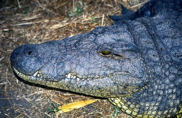 Nile crocodile, Botswana