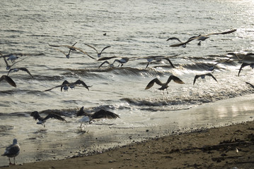 ウミネコ　素材