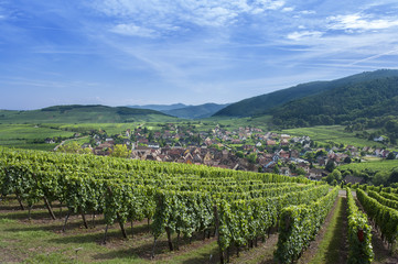 Riquewihr en Alsace et son vignoble - obrazy, fototapety, plakaty