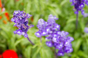 Beautiful lavenders close up in the garden with blurred larvender field background.