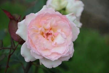 Rose type Phaedra in Rosarium Boskoop in The Netherlands