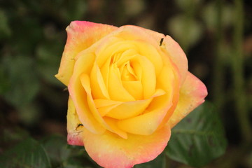Rose type pullman orient express in Rosarium Boskoop in The Netherlands