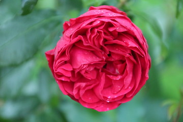 Rose type jout of Rosenheim in Rosarium Boskoop in The Netherlands