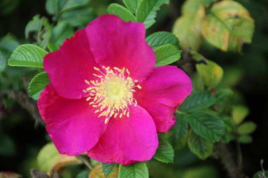 Rose type red dagmar in Rosarium Boskoop in The Netherlands