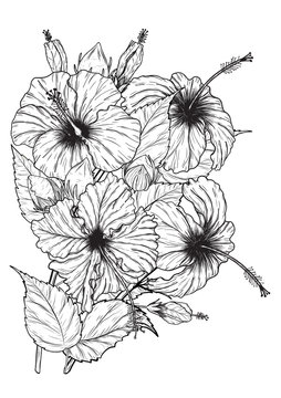 Hibiscus flower vector by hand drawing.Flower set on white background