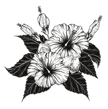 Hibiscus flower vector by hand drawing.Flower set on white background